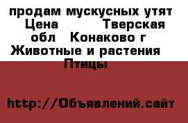 продам мускусных утят › Цена ­ 300 - Тверская обл., Конаково г. Животные и растения » Птицы   